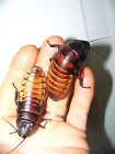 5 Large pairs, Hissing Cockroaches,Dubia alturnative,bug,reptile,feeder,insect