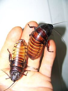 5 Large pairs, Hissing Cockroaches,Dubia alturnative,bug,reptile,feeder,insect