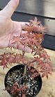 Japanese ‘Shin-Deshojo’ Maple  tree Acer Palmatum  Pre bonsai 11