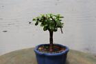 Baby Jade Bonsai Tree (Small)