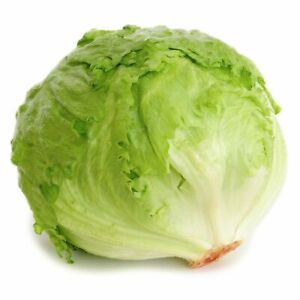 Iceberg Lettuce Seeds | Non-GMO | Free Shipping | Seed Store | 1104