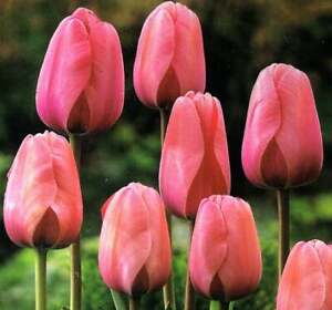 Pink Tulip Bulbs | Prechilled | Indoor Forcing | Ready to Bloom Indoors/Outdoors
