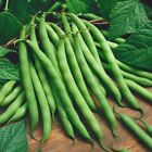Blue Lake Bush Bean Seeds | Organic | NON-GMO | Heirloom | Best Seller