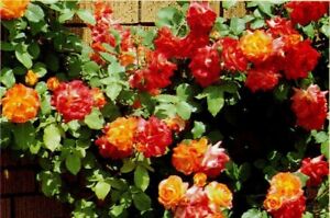 JOSEPHS COAT climbing rose seeds 10 pack~GERMINATION INSTRUCTIONS INCLUDED