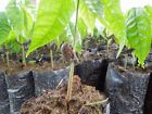DRIED CEYLON COCOA SEEDS & Criollo Cacao Seeds For Plant Chocolate Theobroma