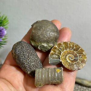 4pcs 62g Natural combination of multiple fossil specimens b2327