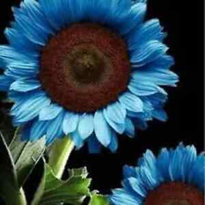 50PCs/Pack Midnight Oil Blue Sunflower Seeds Plants Garden Planting Colorful