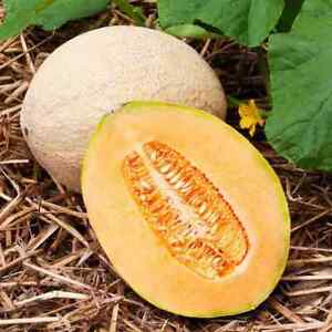 Hales Best Jumbo Cantaloupe Seeds | Non-GMO | Free Shipping | Seed Store | 1050