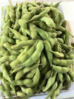 40 Midori Giant Japanese Edamame Soy Bean Seeds for 2024