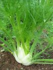 Florence Fennel Seeds 250+ Vegetable Salad Garden NON-GMO USA FREE SHIPPING