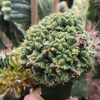 New Listing8-10cm Aztekium  Rare cactus succulent plant group with multi headed plants