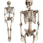 6FT Halloween Human Skeleton Pose-able Life Size Party Plastic Decor Prop Beige