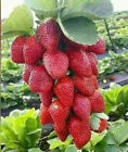 200+ Seeds RED STRAWBERRY  GIANT LARGEST FRUIT ORGANIC EVERBEARING SEEDS
