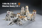 Mr.Z&JXK 1:6 Siberian Husky 2.0 Model Pet Dog Animal Figure Collection Gift Toy