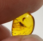 Natural Baltic amber insect fossil in amber stone 0,4gr. 007