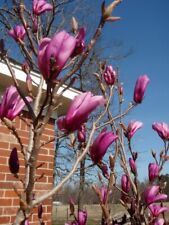 Jane Magnolia Tree - Live Plant - Full Gallon Pot | Deciduous | Spring Blooms