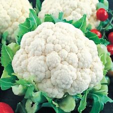 Snowball Improved Cauliflower Seeds | Non-GMO | Heirloom | Fresh Garden Seeds
