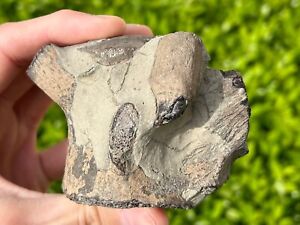 AWESOME Fossil Rooted Mosasaur Tooth on Mosasaur Vertebrae Texas Ozan Tylosaurus