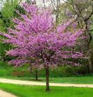 (Pack Of 2) TWO YEAR OLD LIVE Red Bud Trees Bare Root 1 1/2- 2 ft. tall