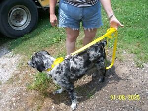 Training Martingale Style Dog Collar Grey Hounds