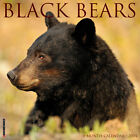 Black Bears 2024 12
