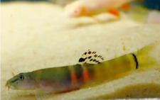 3 Live Tri Band Orange Saddle Sumo Loach - Colorful Freshwater Fish!