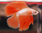 Live Betta Fish Orange White Double Tail Male Plakat Quality Grade from Thailand