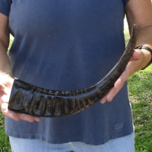 17 inch Semi-Polished Buffalo horn for sale, from India, taxidermy # 47330