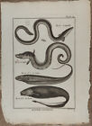 Antique Fish Print Eel, Conger, Knifefish, Black Ghost Panckoucke 1788