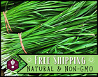 650+ Garlic Chive Seeds Heirloom Asian Vegetable & Herb Gardening, Non-GMO, USA