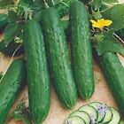 Premium Spacemaster Bush Cucumber - Fresh Heirloom Seeds - Great for containers1