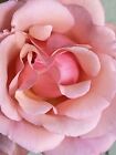 Apricot Heirloom Rose * Six Stem Cuttings To Start Plants *  Fragrant Blooms