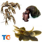 Toledo Goldfish LIVE Crayfish, Trapdoor Snail & Tadpole Combo