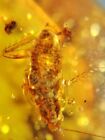 Cretaceous roach larva Burmite Myanmar Burmese Amber insect fossil dinosaur age