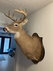 New Listingwhitetail deer shoulder mounts