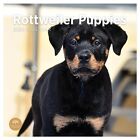 2024 Rottweiler Puppies Monthly Wall Calendar by Bright Day, 12 x 12 Inch Cute