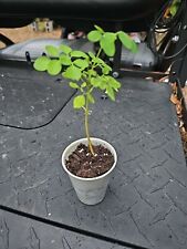 Moringa Rooted Live Plant  8