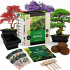 Bonsai Starter Kit - Complete Live Bonsai Tree Kit with Tools, 7 Tree Seeds