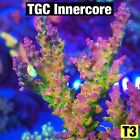 Sun Thirstysreef Acropora Coral TGC Inner core 3/4 Inch