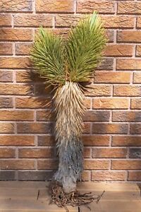 3FT DOUBLE, JOSHUA TREE,PLANT, LEGALLY HARVESTED & TAGGED, YUCCA BREVIFOLIA