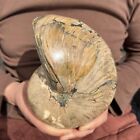 7LB natural colored large conch fossil specimen healing 3200g