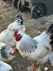 Light  Brahma Chicken Hatching Eggs 10 +2 .  Please Read Description Fully.