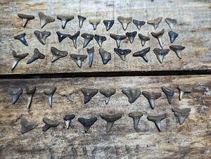 LOT OF 50 FOSSILIZED ( PARTIAL, And Whole) SHARK TEETH FROM South FLORIDA.