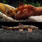 RARE FISH - Pack of 1 -  Red Lizard, Saddleback Hillstream Loach