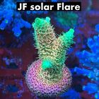 Sun Thirstysreef Acropora Coral JF Solar Flare 3/4 Inch