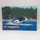 San Juan Islands Jumping Orca Whale Scenic Postcard Travel