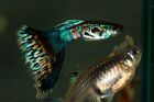 Fancy guppies ( multi delta and blue moscow mix) 15 fry