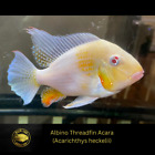 Albino Threadfin Acara - Acarichthys heckelii ‘albino - Live Fish (2