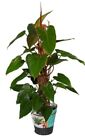 Philodendron Red Emerald Live Plant 12 To  15 Inches Tall In 4 Inches Pot