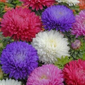 Ostrich Feather Mix Aster Seeds | Free Shipping | Flower Seeds | 1231